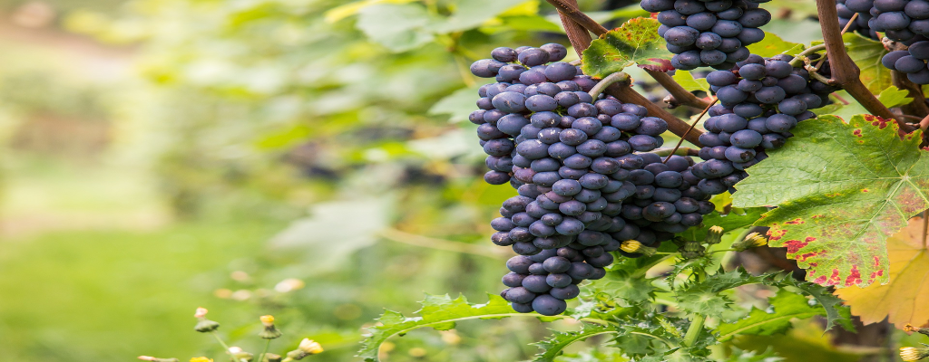 Aziende Vitivinicole