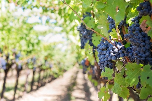 aziende vitivinicole